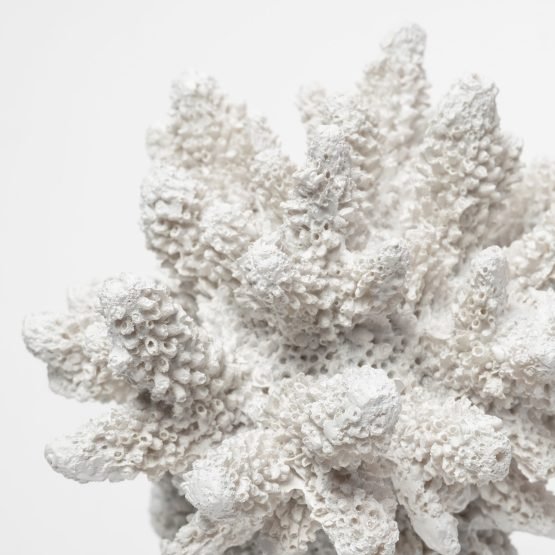 Isla (Small) 5L x 5W White Replica Resin Coral On Clear White Glass - Image 3