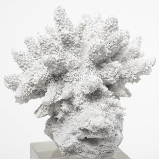 Isla (Large) 5L x 5W White Replica Resin Coral On Clear White Glass - Image 3