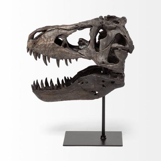 Jurassic 6L x 10W Brown Resin Tyrannosaurus Skull Replica - Image 3