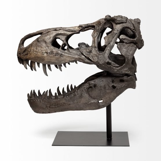 Lagrane 19L x 11W Brown Resin Tyrannosaurus T Rex Dinosaur Skull Replica - Image 3