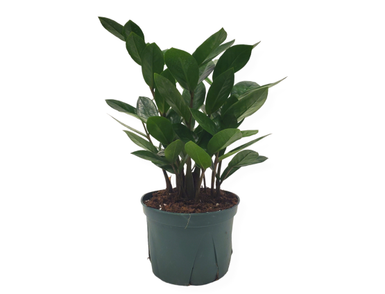 ZZ Plant