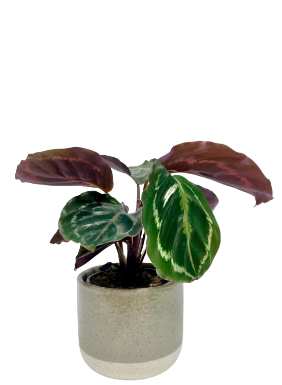 Calathea- Veitchiana