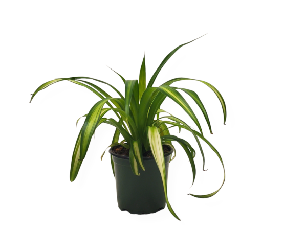 Spider Plant