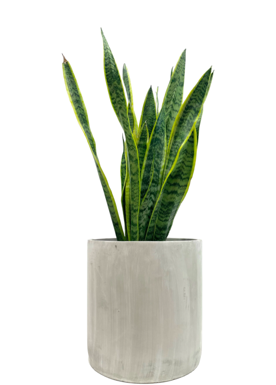 Snake Plant
