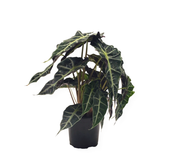 Alocasia Polly