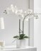 Orchid Potted Faux  23 Inch Double Stem - White