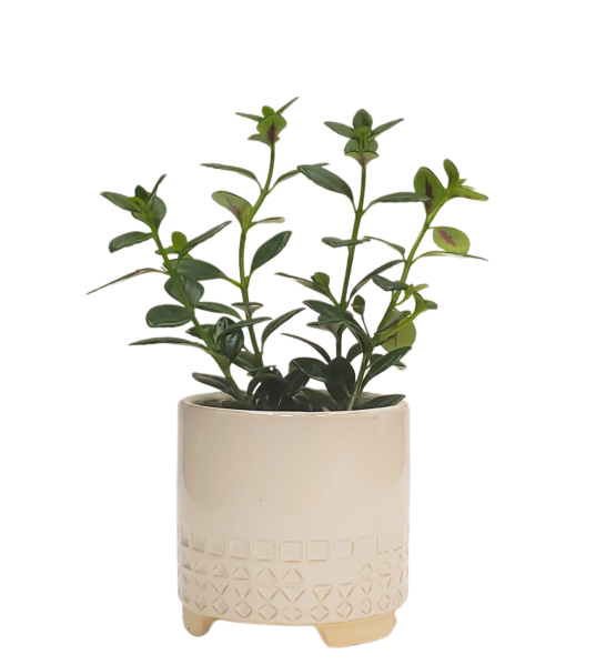 Goldfish Plant - Image 2