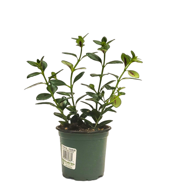 Goldfish Plant