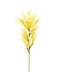 Desert Lily Stem - Yellow / White