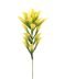 Desert Lily Stem - Green / Yellow
