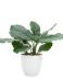 Villa 5.5d" Faux Potted 12" Plant - Round Leaf Calathea