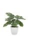 Villa 4.5 Inch Diameter Faux Potted 10 Inch Tall Plant - Monstera