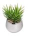 Silver Ball Potted Faux Succulent - Spike