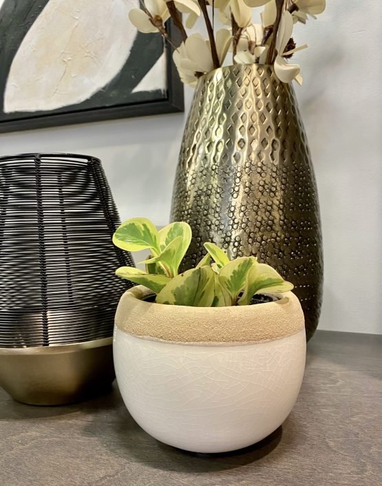 Peperomia Plant - Image 2