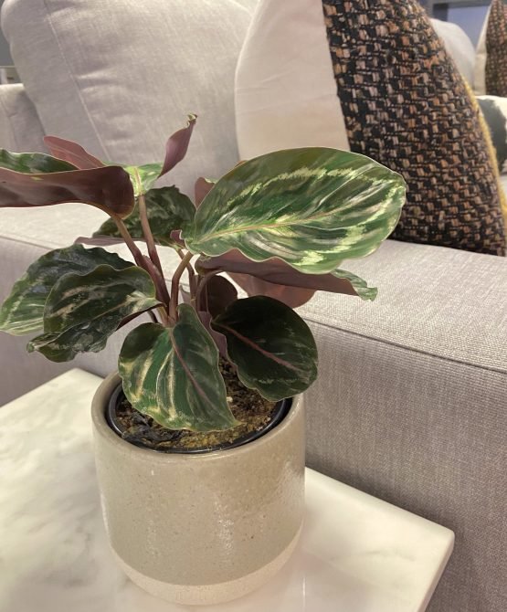 Calathea- Veitchiana - Image 2